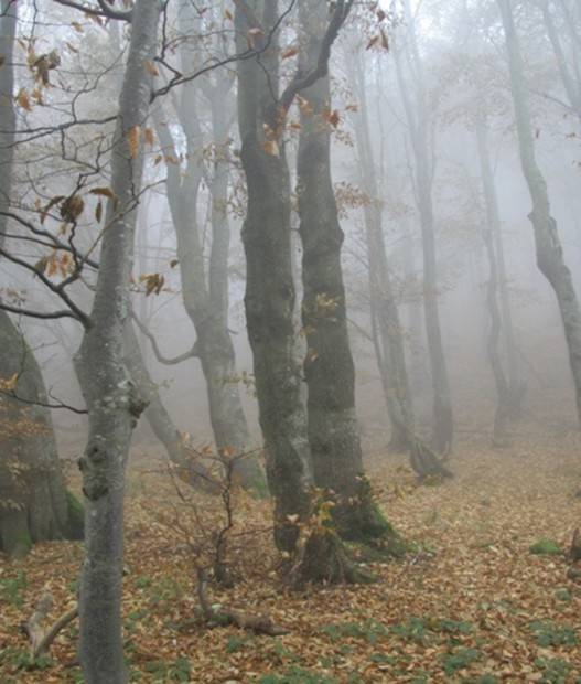 KURS PRZEWODNIKÓW BESKIDZKICH - WYJAZD W BIESZCZADY