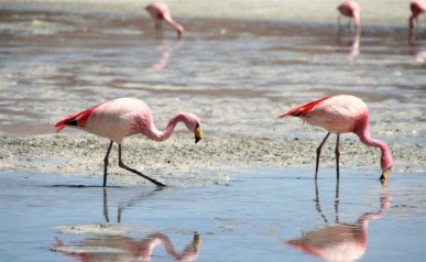 Rozowe zycie na Altiplano