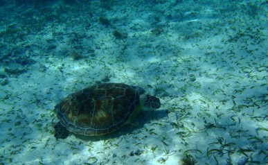 Tortuga