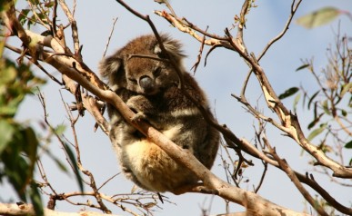 Koala