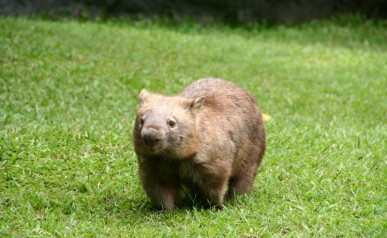 Wombat