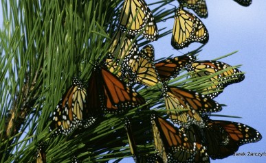 44-monarch-butterflies-86594_1920