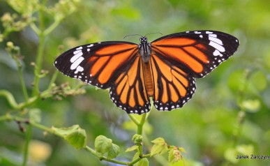 43-butterfly-3886065_1920