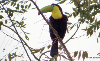 Wyprawa do Kostaryki - Leniwce na wulkanie