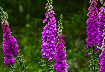 KURS PRZEWODNIKÓW SUDECKICH